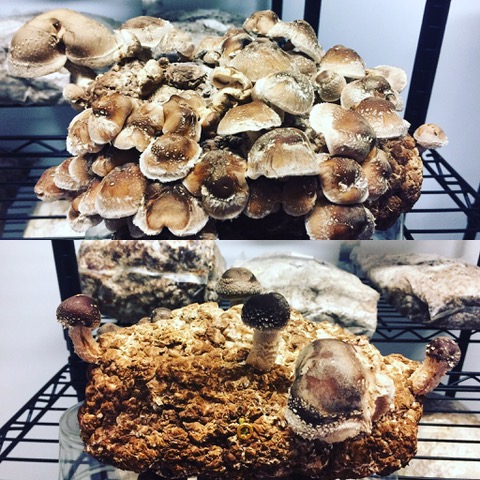 Shiitake research on quantity.  Top photo had our control.  September 2017.