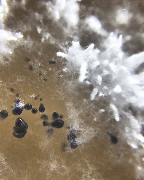 Plastic eating fungi on agar - hard to say if the drops of black are metabolites or carbon secretion without testing.  