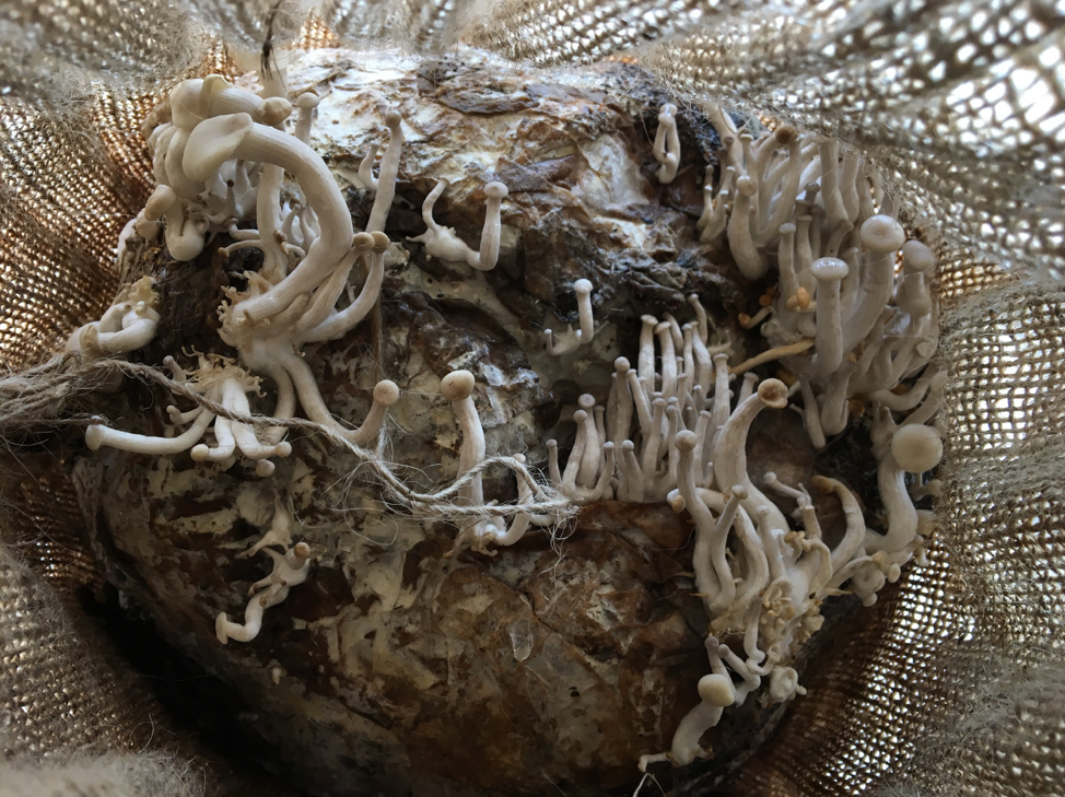 Oyster mushroom patch inoculated in coffee grounds. spores used in the lab for mushroom farm